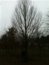 Vi valgte et bøgetræ i en pæn størelse ca. 8 til 10 meter høj.